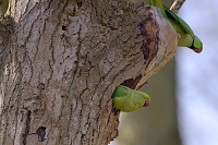 Halsbandparkiet (Psittacula krameri) 3-2017 6236